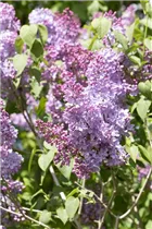  - Syringa vulgaris 'Blue Skies'™