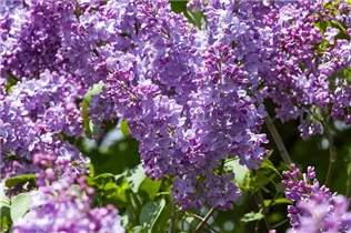  - Syringa vulgaris 'Blue Skies'™