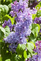  - Syringa vulgaris 'Blue Skies'™