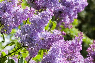 - Syringa vulgaris 'Blue Skies'™