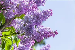  - Syringa vulgaris 'Blue Skies'™