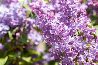  - Syringa vulgaris 'Blue Skies'™