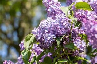  - Syringa vulgaris 'Blue Skies'™