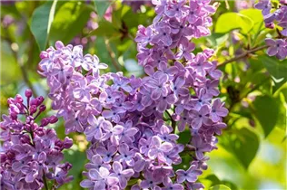  - Syringa vulgaris 'Blue Skies'™