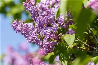  - Syringa vulgaris 'Blue Skies'™