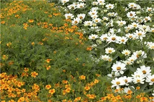 - Tagetes tenuifolia  - Tagetes tenuifolia