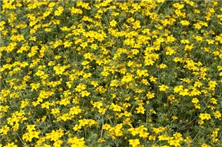 - Tagetes tenuifolia  - Tagetes tenuifolia