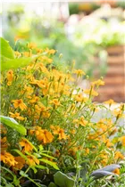 - Tagetes tenuifolia  - Tagetes tenuifolia