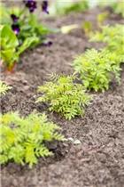 - Tagetes tenuifolia  - Tagetes tenuifolia
