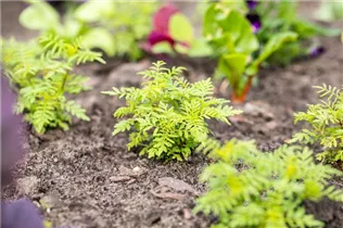 - Tagetes tenuifolia  - Tagetes tenuifolia