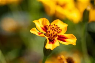 - Tagetes tenuifolia  - Tagetes tenuifolia