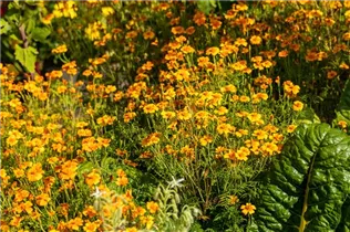 - Tagetes tenuifolia  - Tagetes tenuifolia