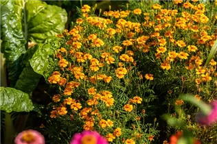 - Tagetes tenuifolia  - Tagetes tenuifolia
