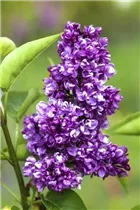  - Syringa vulgaris 'Charles Joly'