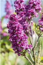  - Syringa vulgaris 'Charles Joly'