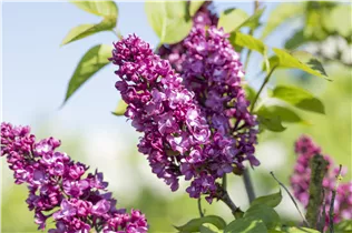  - Syringa vulgaris 'Charles Joly'