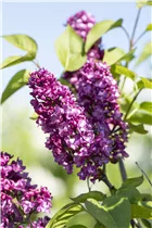 - Syringa vulgaris 'Charles Joly'