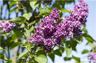  - Syringa vulgaris 'Charles Joly'