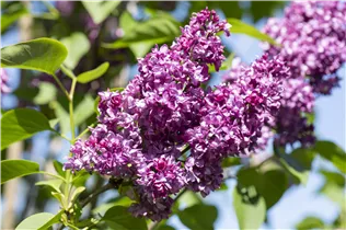  - Syringa vulgaris 'Charles Joly'