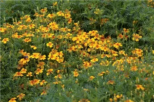 - Tagetes tenuifolia 'Gnom'  - Tagetes tenuifolia 'Gnom'