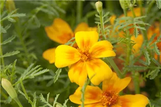 - Tagetes tenuifolia 'Gnom'  - Tagetes tenuifolia 'Gnom'