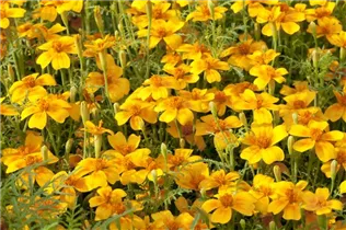 - Tagetes tenuifolia 'Gnom'  - Tagetes tenuifolia 'Gnom'