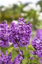  - Syringa vulgaris 'Katherine Havemeyer'