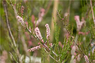  - Tamarix parviflora