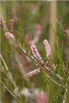  - Tamarix parviflora