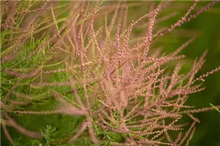 - Tamarix ramosissima 'Pink Cascade'  - Tamarix ramosissima 'Pink Cascade'