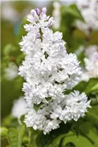  - Syringa vulgaris 'Mme Lemoine'