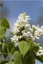  - Syringa vulgaris 'Mme Lemoine'