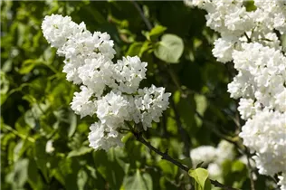  - Syringa vulgaris 'Mme Lemoine'