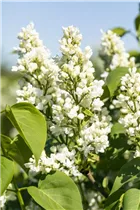  - Syringa vulgaris 'Mme Lemoine'