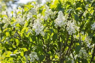  - Syringa vulgaris 'Mme Lemoine'