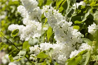  - Syringa vulgaris 'Monique Lemoine'