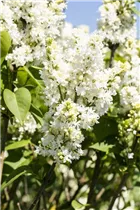  - Syringa vulgaris 'Mme Lemoine'