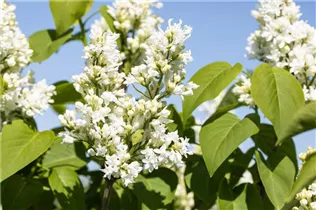  - Syringa vulgaris 'Mme Lemoine'