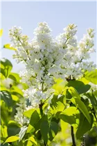  - Syringa vulgaris 'Mme Lemoine'