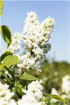  - Syringa vulgaris 'Mme Lemoine'