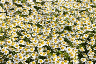  - Tanacetum coccineum