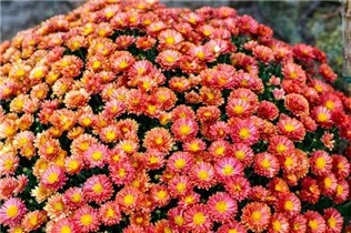  - Tanacetum coccineum