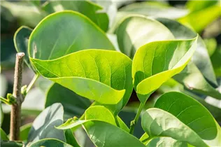  - Syringa vulgaris 'Monique Lemoine'