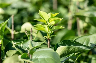  - Syringa vulgaris 'Monique Lemoine'