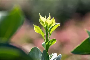  - Syringa vulgaris 'Monique Lemoine'