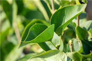  - Syringa vulgaris 'Monique Lemoine'