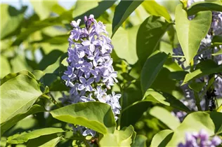 - Syringa vulgaris 'President Lincoln'  - Syringa vulgaris 'President Lincoln'
