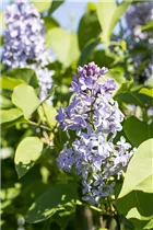 - Syringa vulgaris 'President Lincoln'  - Syringa vulgaris 'President Lincoln'
