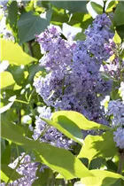 - Syringa vulgaris 'President Lincoln'  - Syringa vulgaris 'President Lincoln'