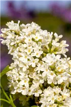  - Syringa vulgaris 'Primrose'
